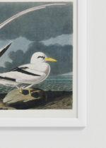 Zbliżenie na detale plakatu oprawionego w drewnianą białą ramkę od Plakatello®: Tropikalne ptaki morskie John James Audubon