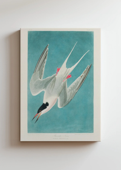 Rybitwa popielata Audubon Birds of America obraz na płótnie