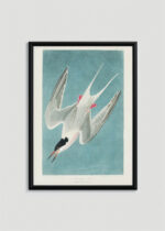 Plakat oprawiony w drewnianą brązową ramkę Vintage Italia: Rybitwa popielata Audubon Birds of America