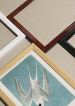 Zbliżenie na detale plakatu oprawionego w drewnianą białą ramkę od Plakatello®: Rybitwa popielata Audubon Birds of America