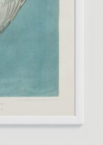 Zdjęcie produktu: Plakat Rybitwa popielata Audubon Birds of America