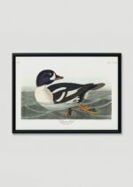 Plakat w drewnianej czarnej ramce: Gągoł John James Audubon Birds of America