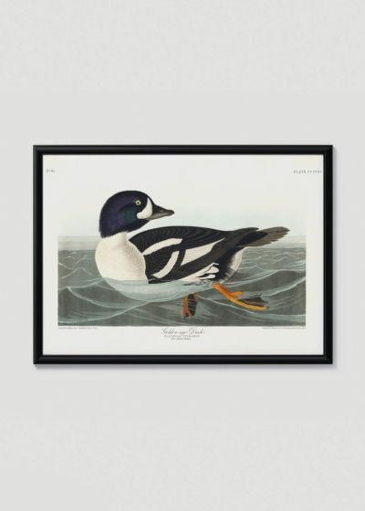 Plakat w drewnianej czarnej ramce: Gągoł John James Audubon Birds of America