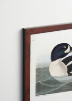 Plakat oprawiony w drewnianą brązową ramkę Vintage Italia: Gągoł John James Audubon Birds of America