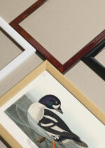 Widok z góry na cztery drewniane ramki, w jednej z nich oprawiony plakat Gągoł John James Audubon Birds of America