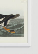 Zbliżenie na detale plakatu oprawionego w drewnianą białą ramkę od Plakatello®: Gągoł John James Audubon Birds of America