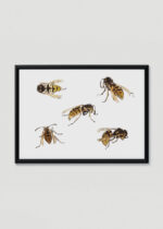 Plakat w drewnianej czarnej ramce: osy szerszenie 1919 Julie de Graag vintage natura