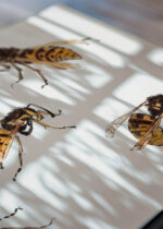 Zbliżenie na detale plakatu: osy szerszenie 1919 Julie de Graag vintage natura