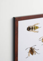 Plakat oprawiony w drewnianą brązową ramkę Vintage Italia: osy szerszenie 1919 Julie de Graag vintage natura