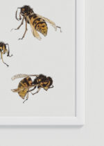 Zbliżenie na detale plakatu oprawionego w drewnianą białą ramkę od Plakatello®: osy szerszenie 1919 Julie de Graag vintage natura
