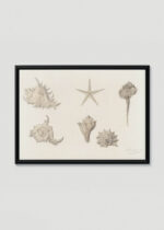 Plakat w drewnianej czarnej ramce: muszle i rozgwiazda Julie de Graag vintage sepia
