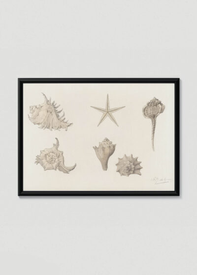 Plakat w drewnianej czarnej ramce: muszle i rozgwiazda Julie de Graag vintage sepia
