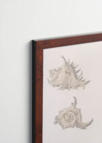 Plakat oprawiony w drewnianą brązową ramkę Vintage Italia: muszle i rozgwiazda Julie de Graag vintage sepia