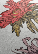 chryzantemy Julie de Graag botaniczny Art Nouveau obraz na płótnie