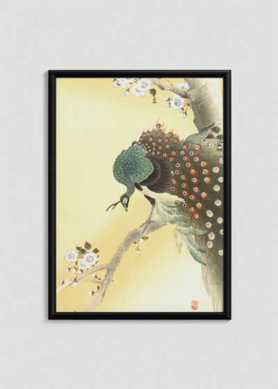 Plakat w drewnianej czarnej ramce: Paw na kwitnącej gałęzi Ohara Koson japandi