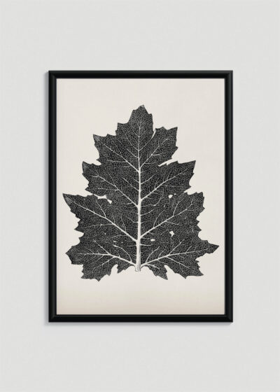 Plakat w drewnianej czarnej ramce: liść dębu czarno-biały Owen Jones botaniczny