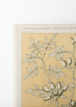 botaniczny Owen Jones Gramatyka Ornamentu 1856 obraz na płótnie