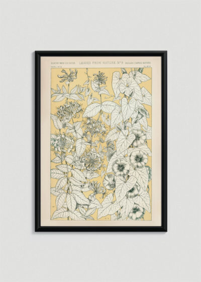 Plakat w drewnianej czarnej ramce: botaniczny kwiaty powojnika Owen Jones 1856