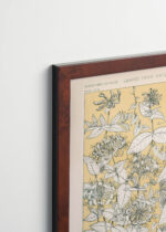 Plakat oprawiony w drewnianą brązową ramkę Vintage Italia: botaniczny kwiaty powojnika Owen Jones 1856