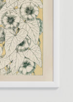 Zbliżenie na detale plakatu oprawionego w drewnianą białą ramkę od Plakatello®: botaniczny kwiaty powojnika Owen Jones 1856