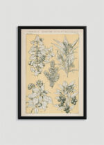 Plakat w drewnianej czarnej ramce: botaniczny Owen Jones Gramatyka Ornamentu 1856