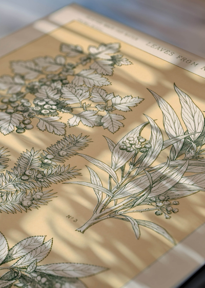 Zbliżenie na detale plakatu: botaniczny Owen Jones Gramatyka Ornamentu 1856