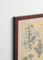 Plakat oprawiony w drewnianą brązową ramkę Vintage Italia: botaniczny Owen Jones Gramatyka Ornamentu 1856