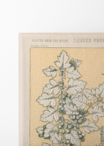 botaniczny Owen Jones Gramatyka Ornamentu 1856 obraz na płótnie