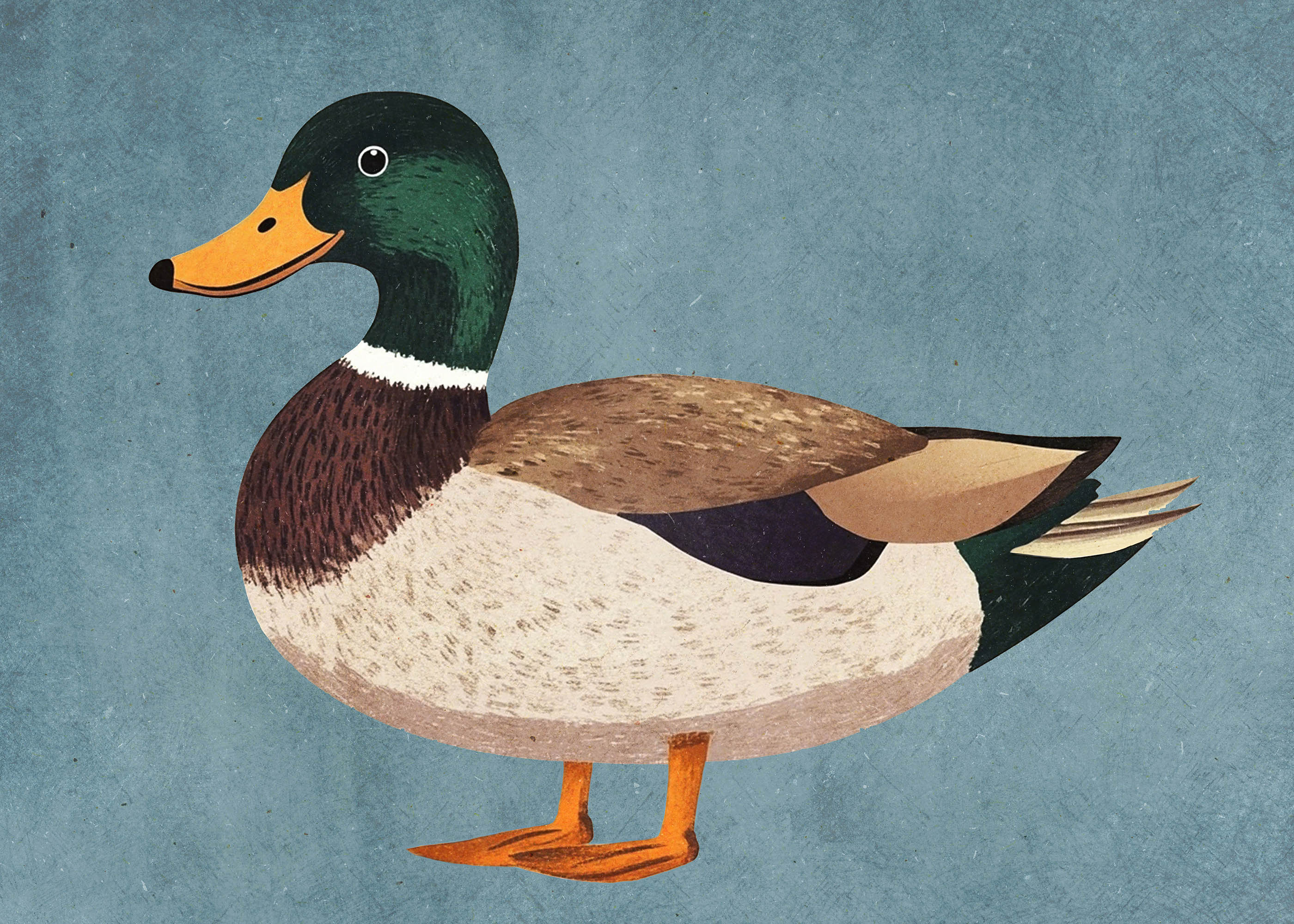 Plakat kaczka krzyżówka skandynawski styl dziecięcy