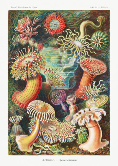 Plakat Actiniae ukwiały morskie Ernst Haeckel