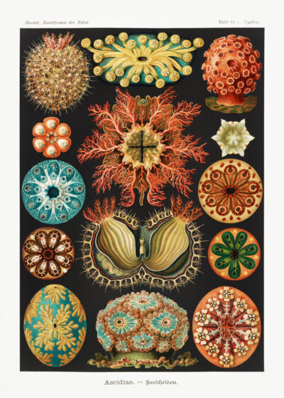 Plakat Osłonice morskie Ernst Haeckel natura secesja