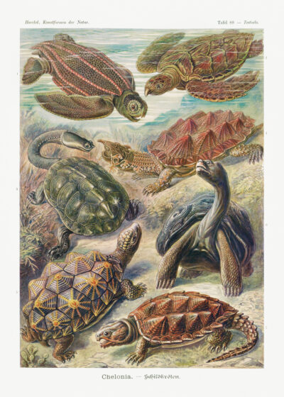 Plakat żółwie morskie Ernst Haeckel natura vintage