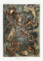 Plakat Batrachia płazy Ernst Haeckel vintage natura