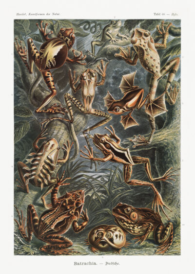 Plakat Batrachia płazy Ernst Haeckel vintage natura