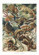 Plakat Lacertilia jaszczurki Ernst Haeckel vintage