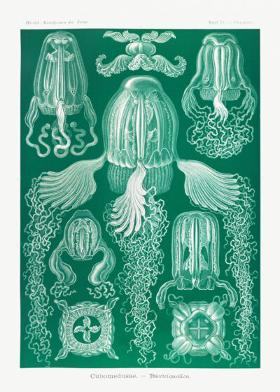 Plakat Cubomedusae meduzy Ernst Haeckel natura