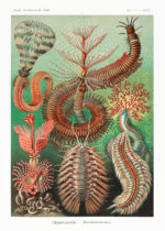 Plakat Chaetopoda Ernst Haeckel morskie pierścienice