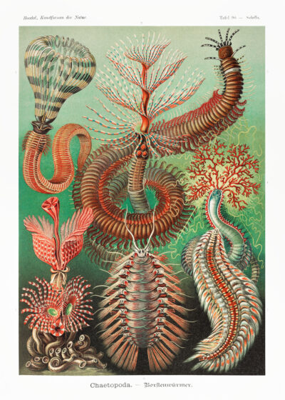 Plakat Chaetopoda Ernst Haeckel morskie pierścienice