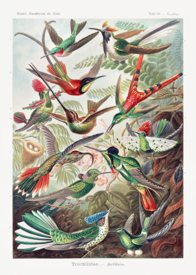 Plakat Kolibry Ernst Haeckel vintage ilustracja przyrodnicza