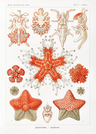 Plakat Asterias rozgwiazdy Ernst Haeckel vintage