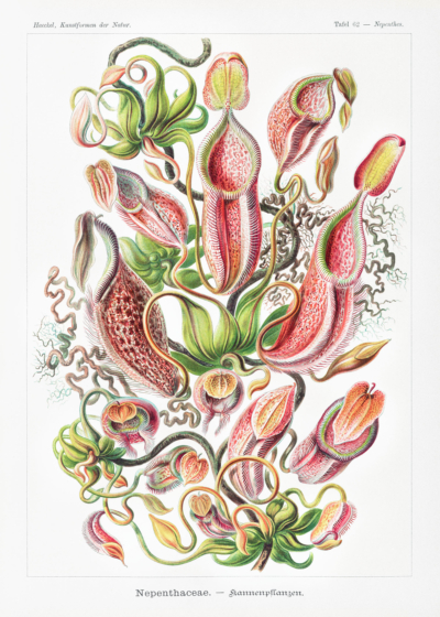 Plakat Nepenthaceae Ernst Haeckel rośliny owadożerne