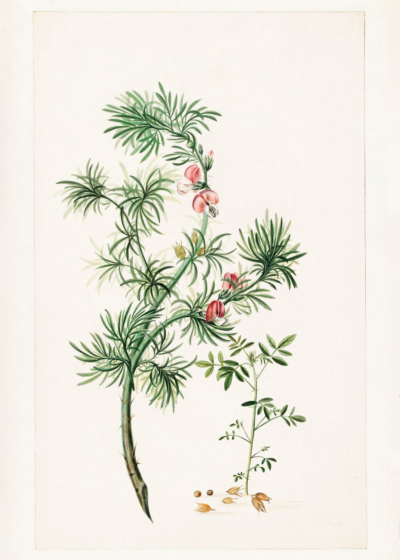 Plakat botaniczny Herman Henstenburg XVIII wiek vintage