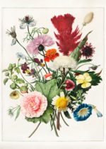 Plakat Herman Henstenburg kwiaty barok botaniczny XVIII w.