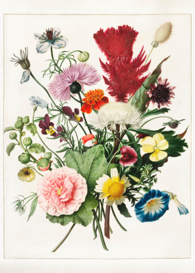 Plakat Herman Henstenburg kwiaty barok botaniczny XVIII w.