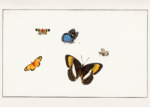 Plakat motyle Henstenburg entomologia vintage natura XVIII
