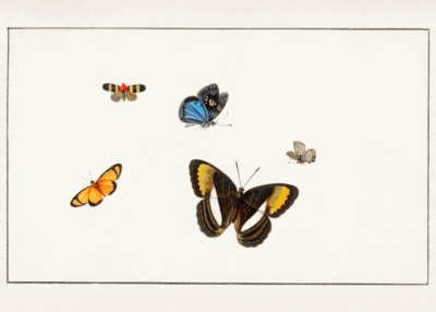 Plakat motyle Henstenburg entomologia vintage natura XVIII