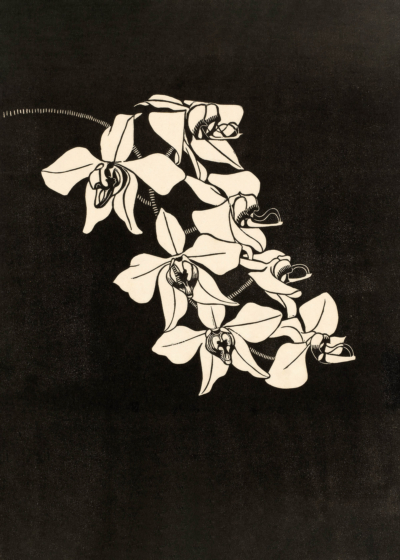 Plakat czarno-biały Orchidea 1916 Samuel Jessurun de Mesquita
