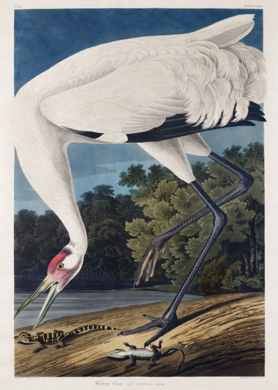 Plakat Biały Żuraw Amerykański - Audubon Birds of America