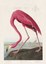 Plakat Amerykański Flaming John James Audubon ornithologia