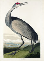 Plakat żuraw amerykański Sandhill Crane John James Audubon